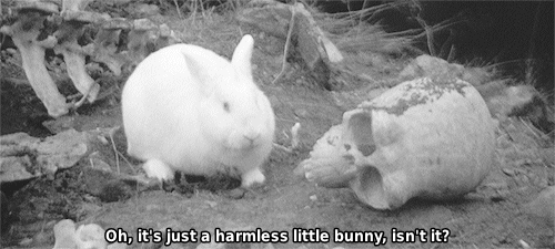 harmless little bunny