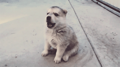 This is an adorable wolf puppy howling for you to read this book. 