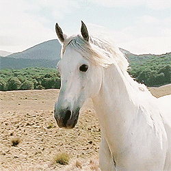 gif shadowfax
